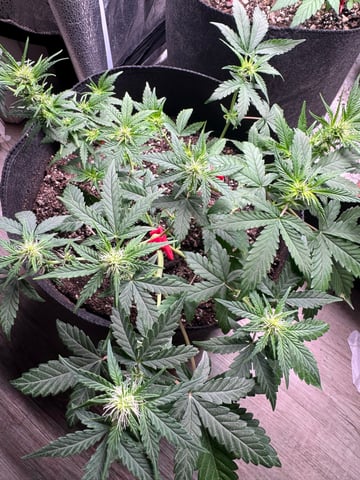 Do-si-doe — flower, day 15