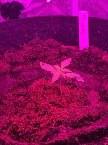 1st Ever Grow — vegetative, day 20