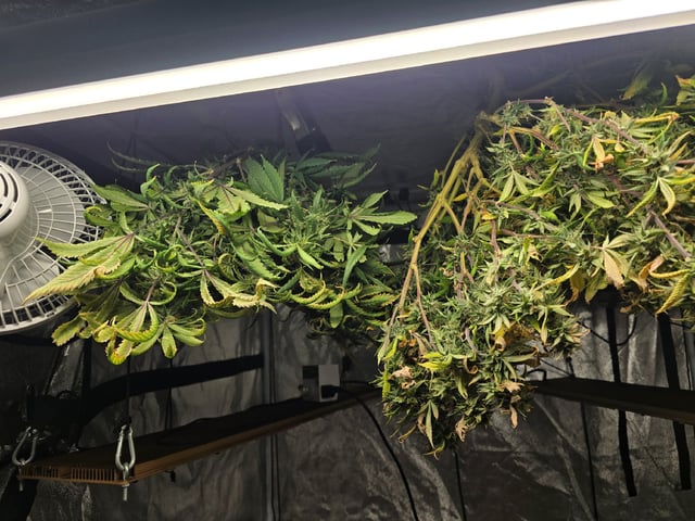 Platnium Jelly — harvest, day 120