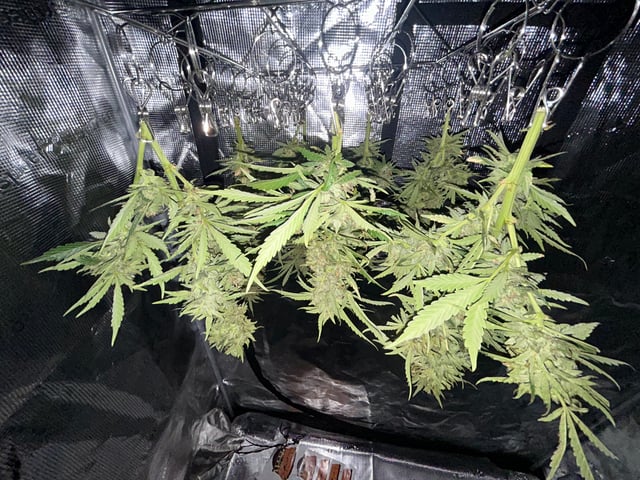 2025 harvest  — harvest, day 34