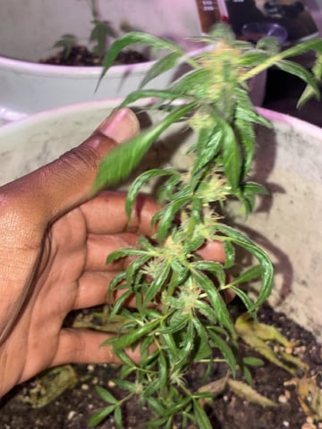 pbk  — auto, day 1