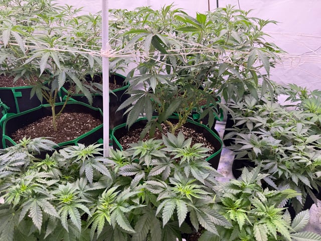 indoor tent  — vegetative, day 18