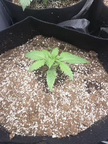 Coco Grow — seedling_rooting, day 22