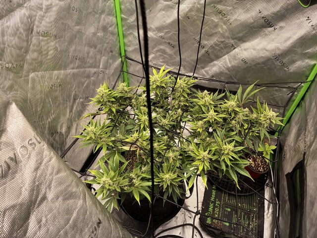 Comet Candy (Auto) 2026- 02 — flower, day 64