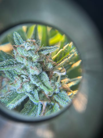 Banana Hammock — flower, day 1