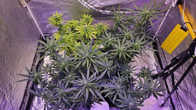 Amnesia Haze Run — flower, day 55