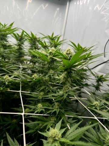 Permanent Marker, Gary Payton — flower, day 26