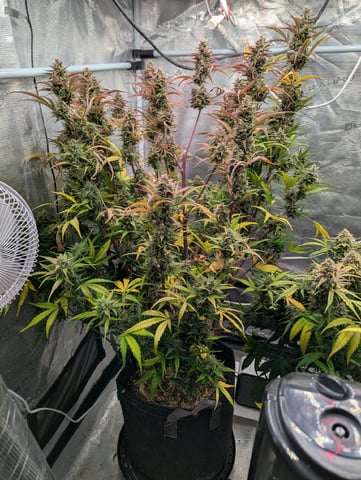 Dark Star — flower, day 75