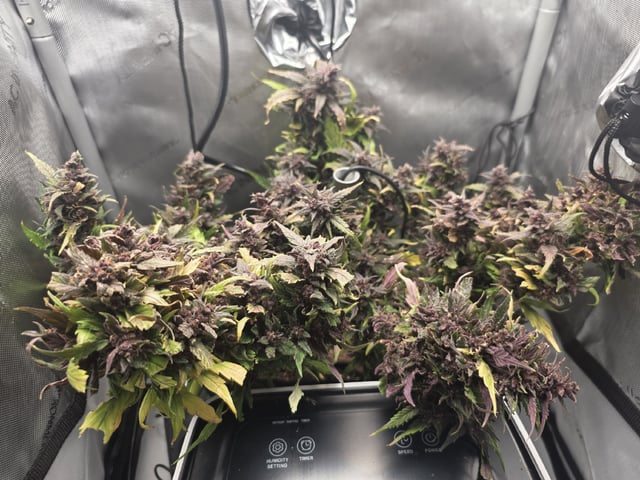 Vanna's Vanilla