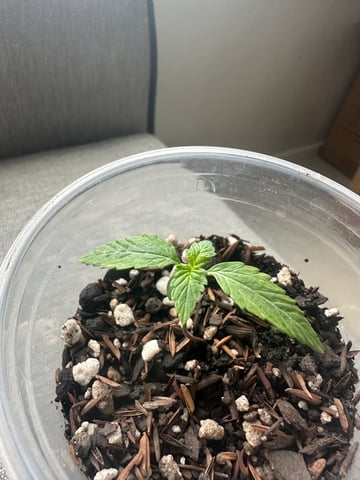 Cabana do Gato — seedling_rooting, day 16