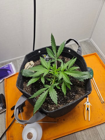 Mango Runtz — seedling_rooting, day 32