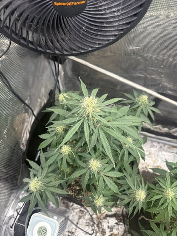 Batch #3 — flower, day 31