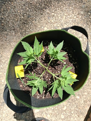 My First Grow — vegetative, day 71