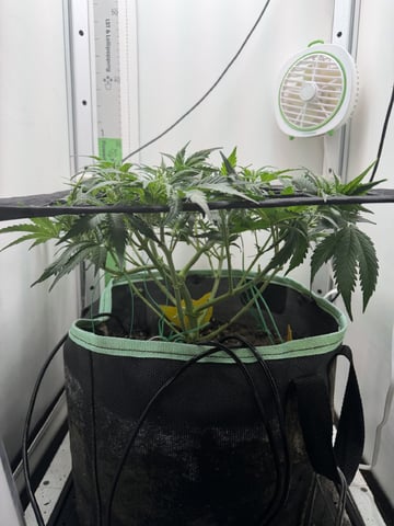 Indoor & Outdoor Grow 6 — flower, day 28