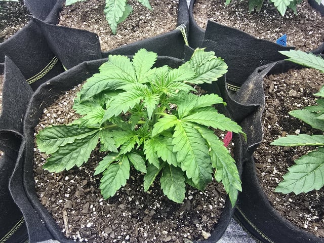 Autos AGAIN — vegetative, day 24