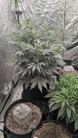 Mixed Grow — grow_setup, day 40