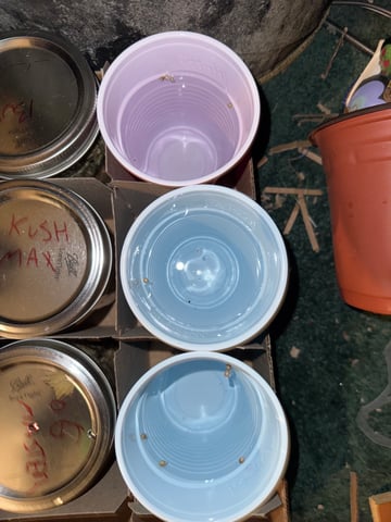 Hollywood Headband and LimeHeads  — germination, day 1