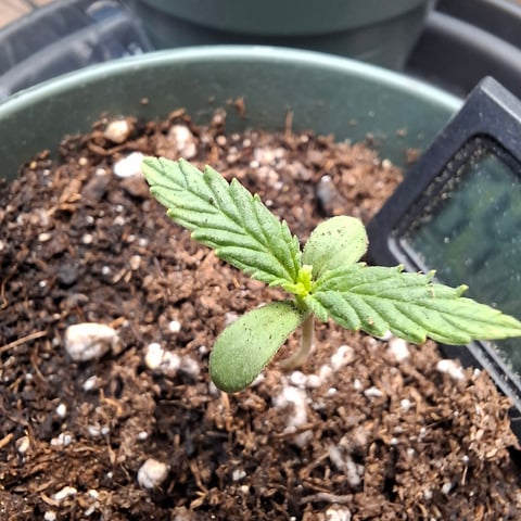 zupreme lime — vegetative, day 3