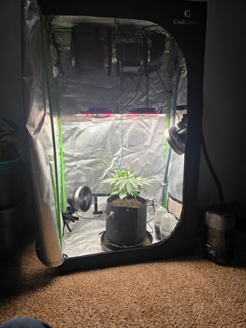 First grow — vegetative, day 31