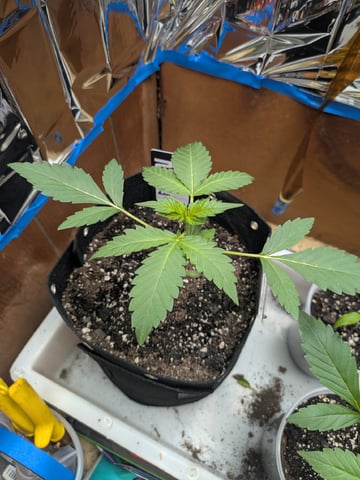 Mendo Frost / Gorilla Cookie / Banana Purple Punch  — seedling_rooting, day 17
