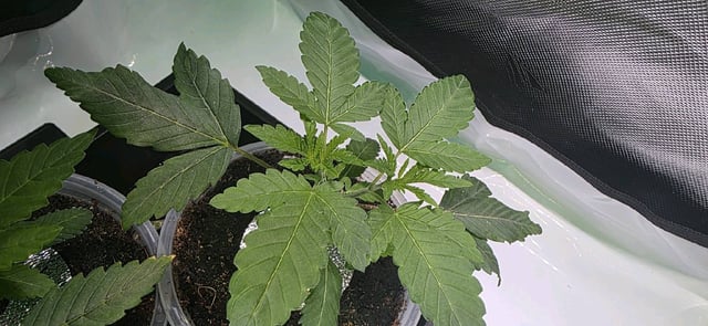 Girl Scout Cookies  — vegetative, day 28