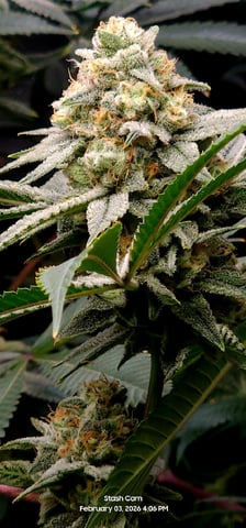 Another Custom Creation — flower, day 129