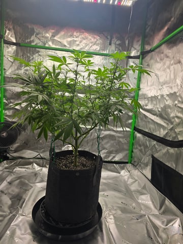 First grow — flower, day 60