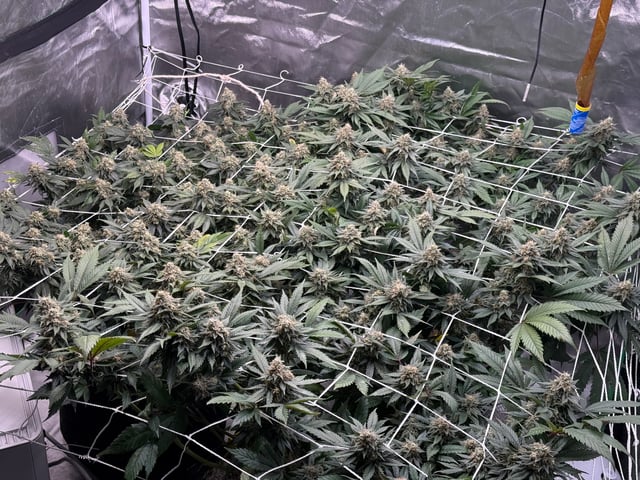 Green Gelato — flower, day 98