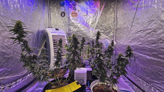 Amnesia Haze Run — flower, day 72