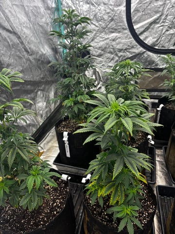 Mixed Freebies — vegetative, day 60
