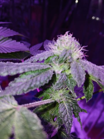 triangle kush  — flower, day 77