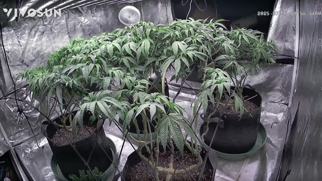 outdoor start/indoor 2025 — vegetative, day 121