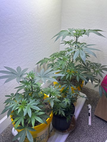 3rd grow  — vegetative, day 50