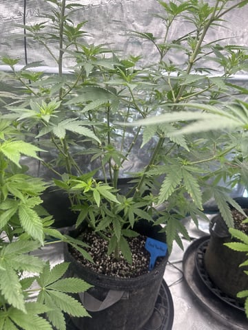  godfather OG — flower, day 48