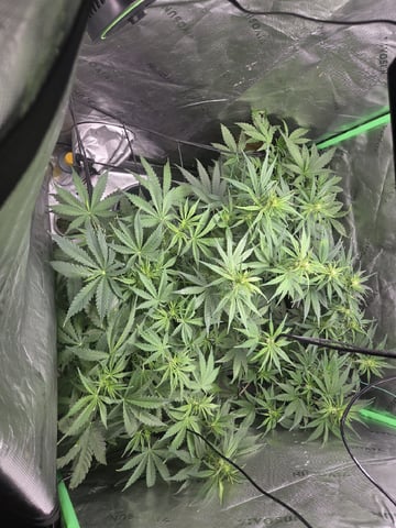 Automatic — vegetative, day 36