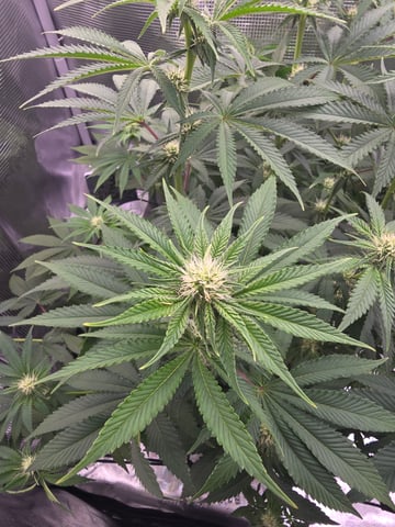 Northern lights #10 (Alaska) — flower, day 55