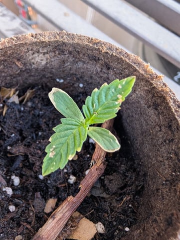 Galicane Fem — germination, day 12