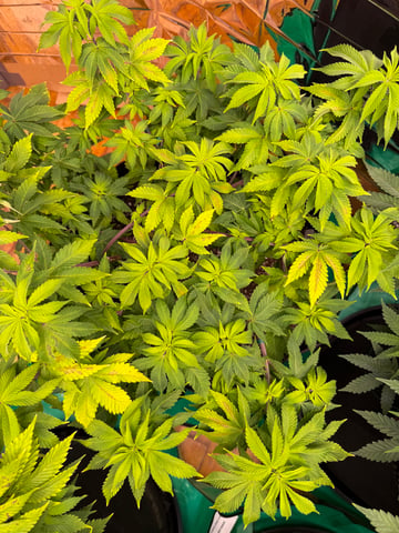 Grow 2