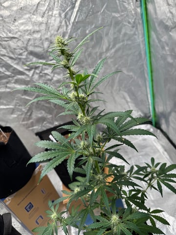 white runtz auto flower — flower, day 43