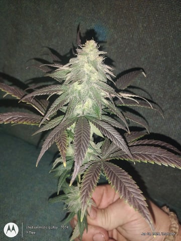 THE KRUX Multipack ETHOS