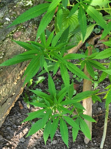 Bread — vegetative, day 27