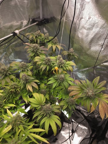 3 in Coco