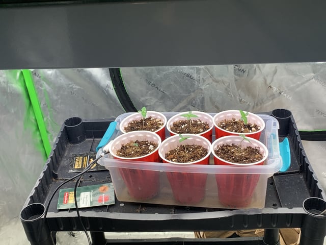 Papaya Frosting  — seedling_rooting, day 9