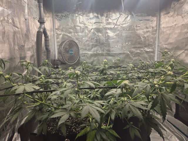 3rd Grow 3x3 tent — flower, day 44