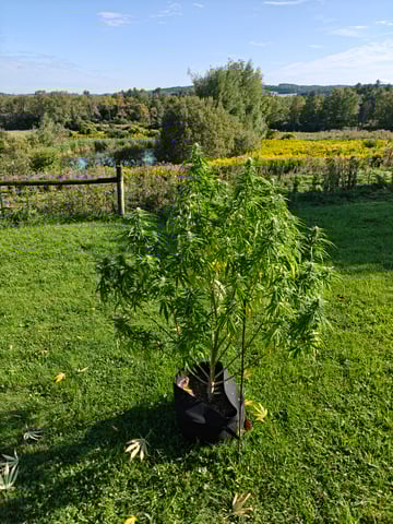 outdoors  unground 2025 — flower, day 24