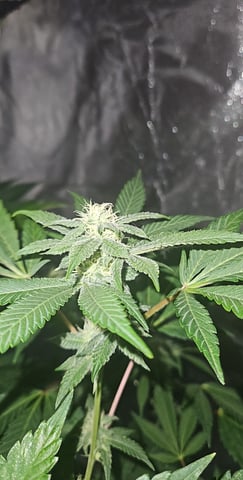 gary poppins — flower, day 98