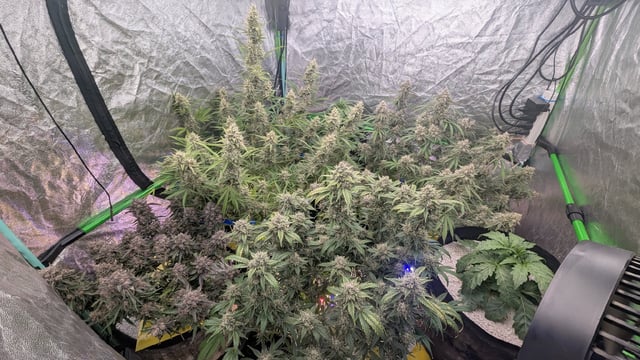 Perpetual Autoflower Mixed Grow #3 — flower, day 76