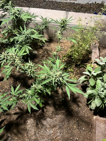 3 seeds  — flower, day 84