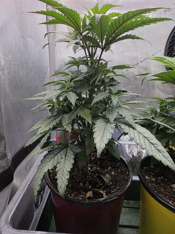 Granny Candy and PLCG — vegetative, day 42