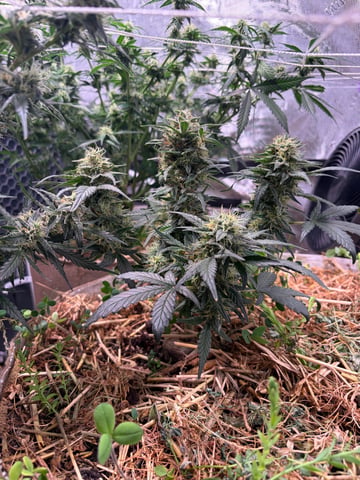 1.75 — flower, day 70
